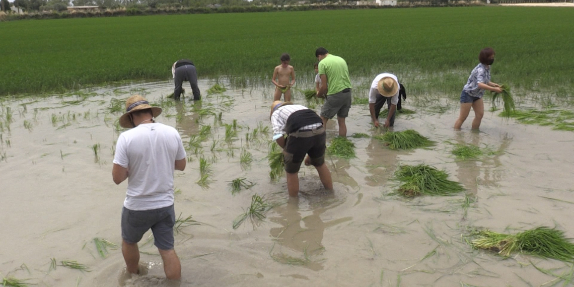 II Festa de la Plantada de l’arròs a La Ràpita