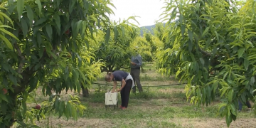 Unió de Pagesos preveu una caiguda del 10% del préssec i la nectarina a la Ribera d’Ebre