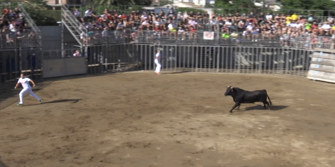 Els bous tornen a les places de les Terres de l’Ebre
