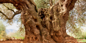 L’olivera ‘Mil·lènia’ de Godall, millor Olivera Monumental d’Espanya 2021