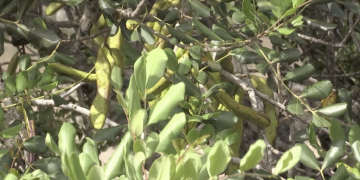 Unió de Pagesos confia en els controls per evitar els robatoris de garrofa