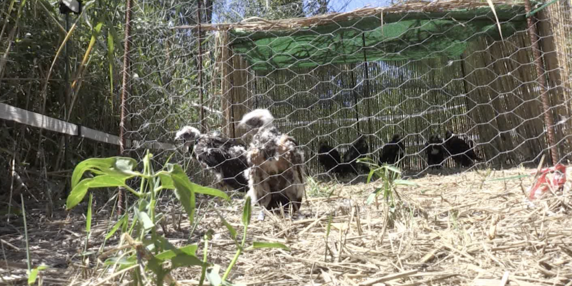 La Reserva de Sebes introduirà arpelles a través de la tècnica del ‘hacking’