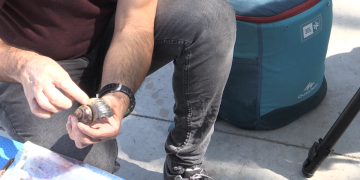 Nova campanya de la CHE per eradicar el caragol maçana al tram de Miravet-Tortosa