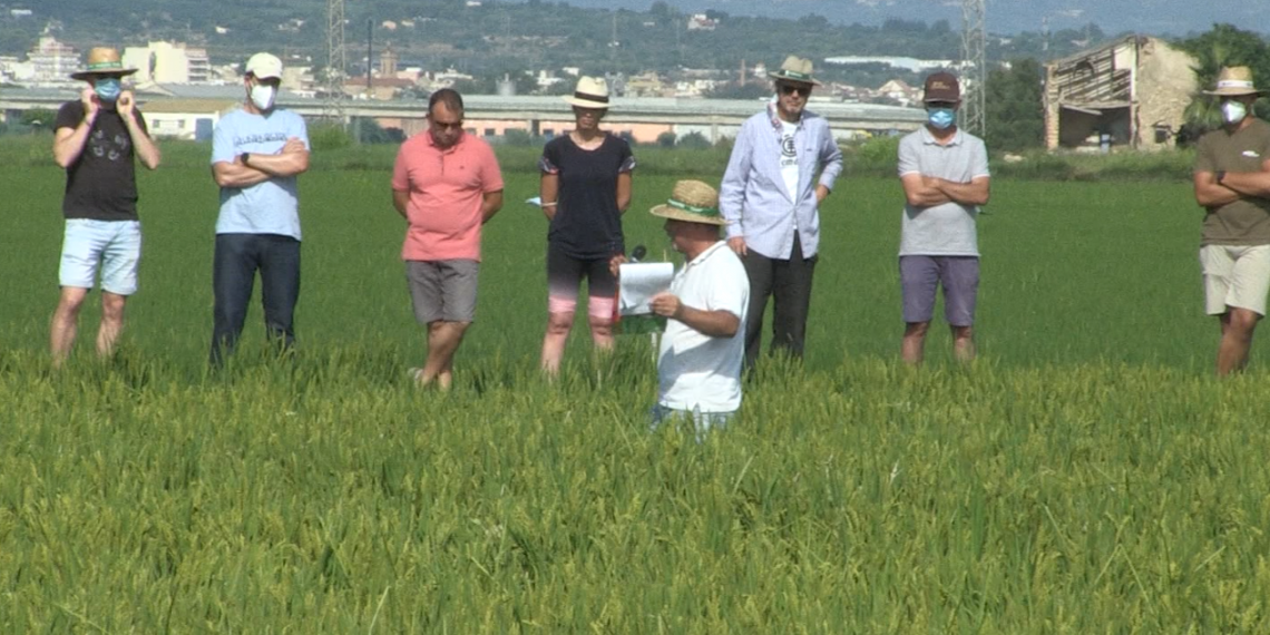 Un grup operatiu ajuda els agricultors del Delta amb la producció ecològica d’arròs
