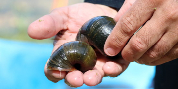 La CHE destina prop de 600.000 euros al control del caragol maçana i altres espècies invasores fins al 2023