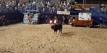 Desencaixonada del bou salvatge i bou embolat a l’Aldea