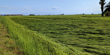 Unió de Pagesos estima que l’última pedregada ha afectat unes 1.200 hectarèes d’arrossars al Delta