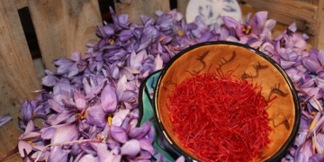 Dos emprenedors recuperen el cultiu de safrà d’Horta