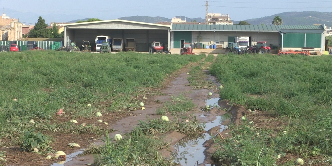 Camps de melons per acabar de collir i instal·lacions de regadiu, grans afectats pels aiguats a l’Aldea