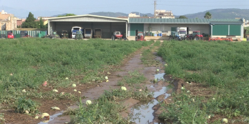 Camps de melons per acabar de collir i instal·lacions de regadiu, grans afectats pels aiguats a l’Aldea