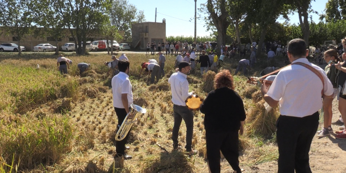 Centenars de persones reviuen la sega tradicional a l’Aldea