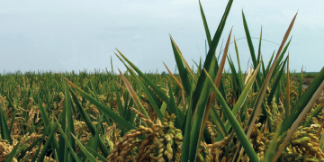 Tretze restaurants de l’Ampolla participen en  les XXII Jornades Gastronòmiques de l’Arròs