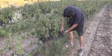 La pedregada malmet 900 hectàrees de vinya a la Terra Alta