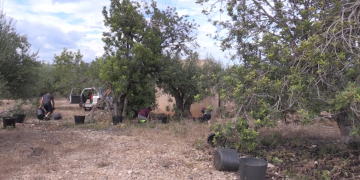 Interior fa un balanç positiu de les mesures per evitar els robatoris de garrofes