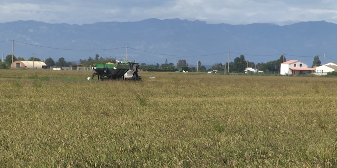 El fong de la pyriculària provocarà una davallada de producció d’arròs