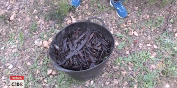 Valoració de la complicada campanya de la garrofa per culpa dels robatoris