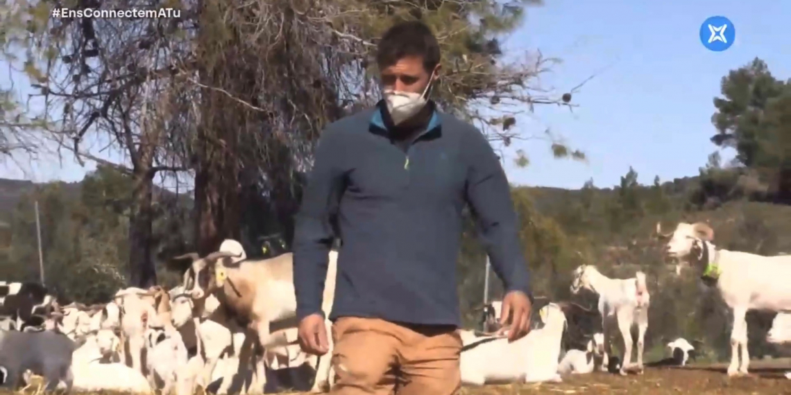 Coneixem Domènec Niella i l’ofici de pastor als Ports per recuperar la cabra blanca