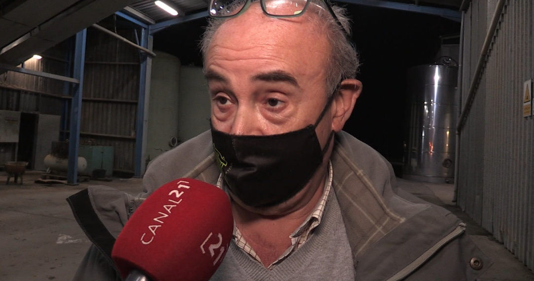 El sector de l’oli d’oliva preveu un augment de producció del 20% al Montsià i Baix Ebre