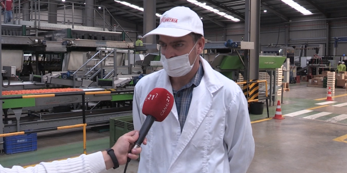 La producció de cítrics podria caure un 30% a les Terres de l’Ebre