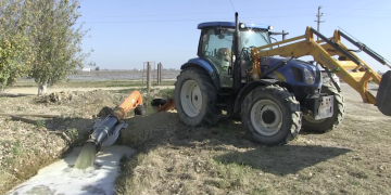 Els regants de la Dreta inicien la salinització dels arrossars per combatre el caragol maçana