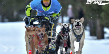 El musher tortosí Kiko Vallespí competirà en la Grande Odyssée 2022