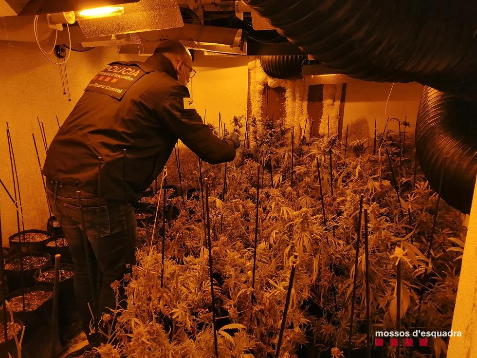 Ingressen a presó sis homes pel cultiu de marihuana en un domicili de La Fatarella