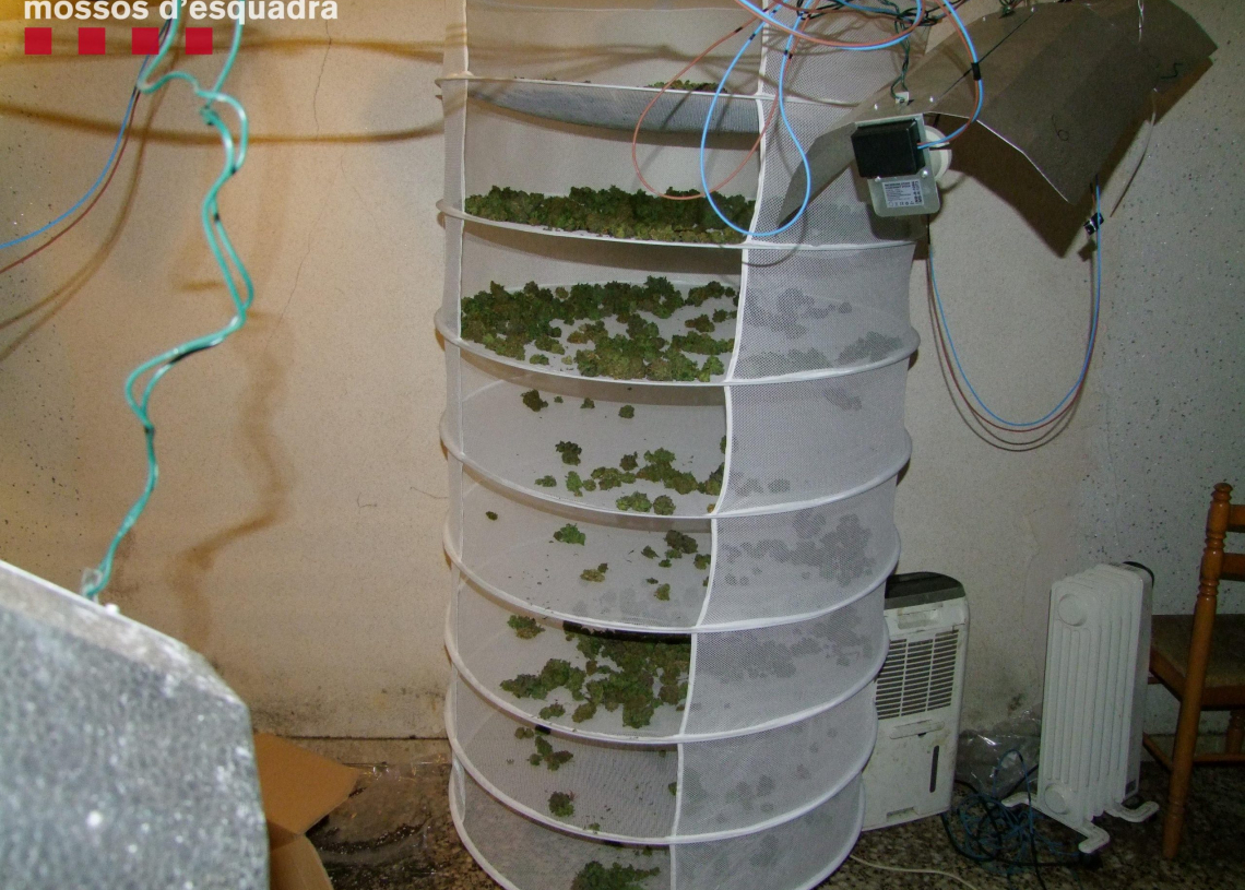 Ingressen a presó sis homes pel cultiu de marihuana en un domicili de La Fatarella
