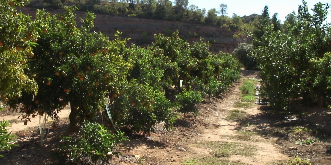 UPA reclama la reducció de la fiscalitat per als productors de cítrics en règims de mòduls