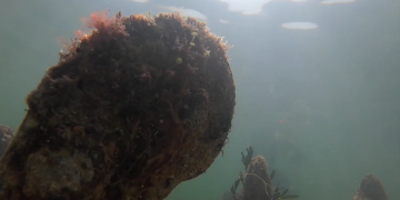 El paràsit exterminador de la nacra amenaça el 50% de la població a la badia dels Alfacs