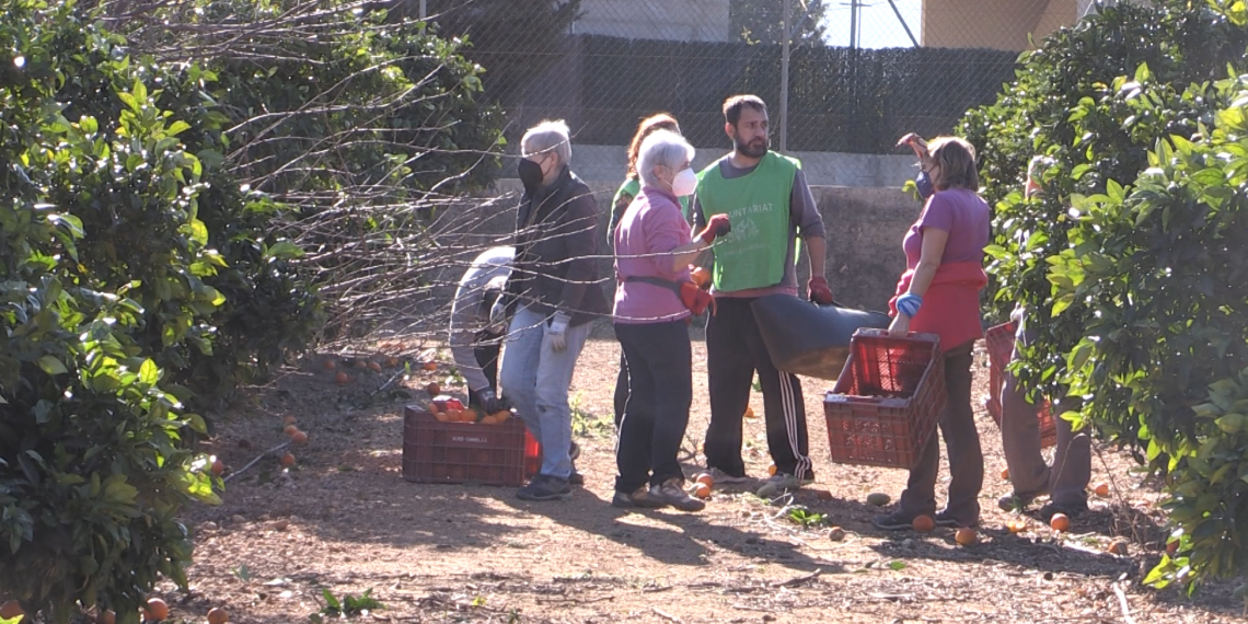 La Fundació Espigoladors recull taronges a les Terres de l’Ebre per a entitats socials