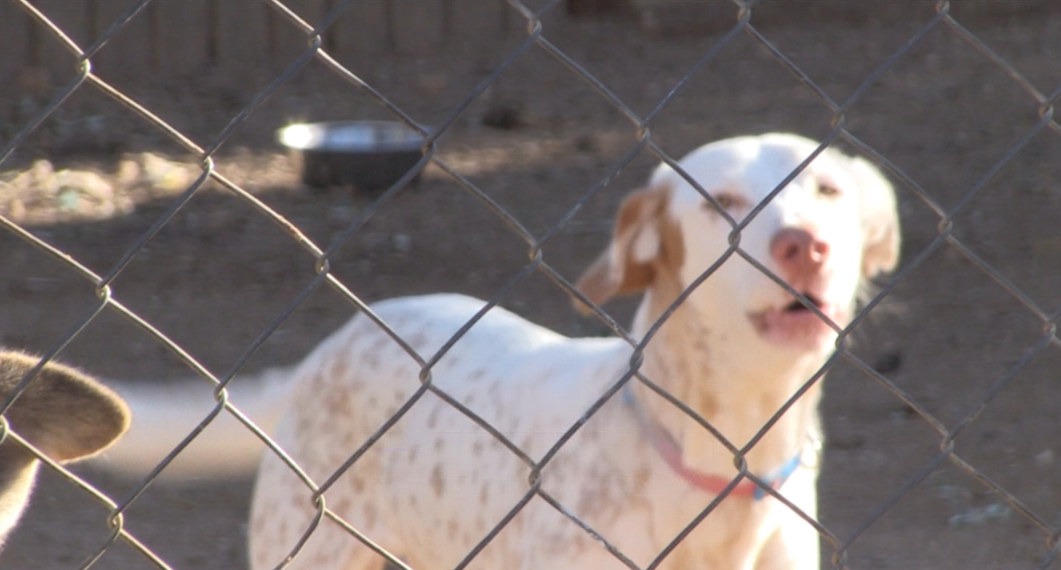 Les protectores valoren positivament que es reconeguin les mascotes com a éssers