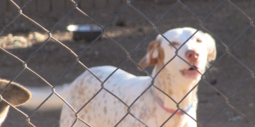 Les protectores valoren positivament que es reconeguin les mascotes com a éssers