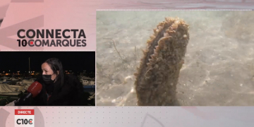 Gairebé la meitat de les nacres de la badia dels Alfacs mortes pel paràsit