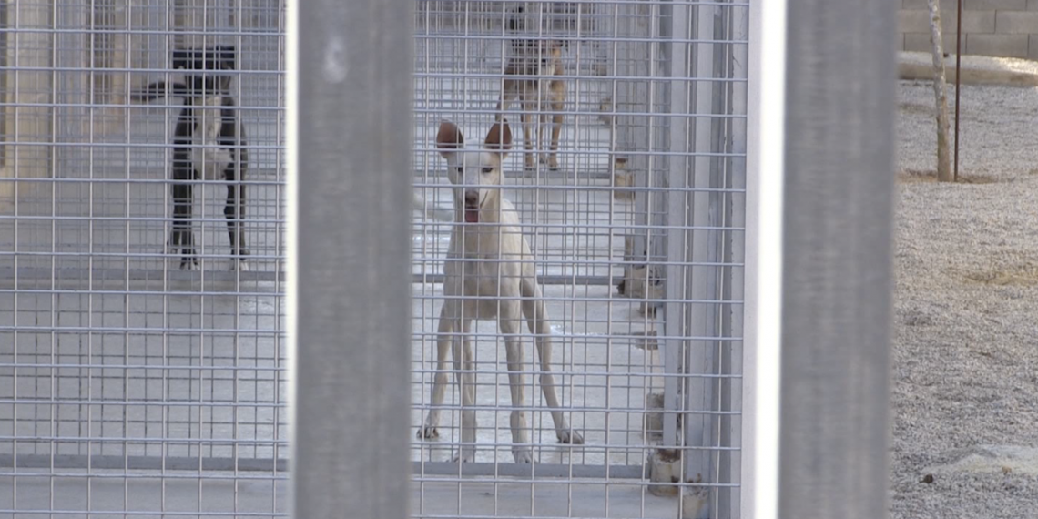 Movem Tortosa denuncia més d’un any de retard en l’adjudicació del servei d’acollida d’animals