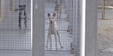 Movem Tortosa denuncia més d’un any de retard en l’adjudicació del servei d’acollida d’animals