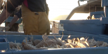 El volum de captures de galera augmenta en 13 tones respecte l’any passat