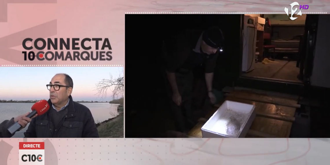 Més vigilància a la zona de pesca d’angules de Sant Jaume d’Enveja