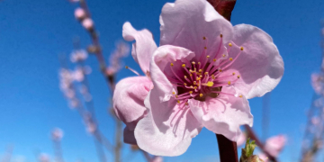 Torna la Ribera en Flor amb una dotzena d’activitats per gaudir dels camps florits