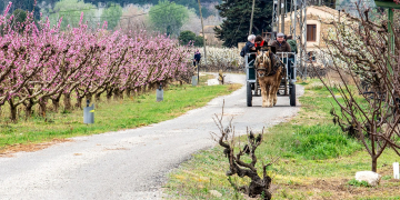 Èxit de la passejada en carro de Ginestar per gaudir de La Ribera en Flor