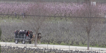 Passeig pels camps de la Ribera en Flor a Ginestar