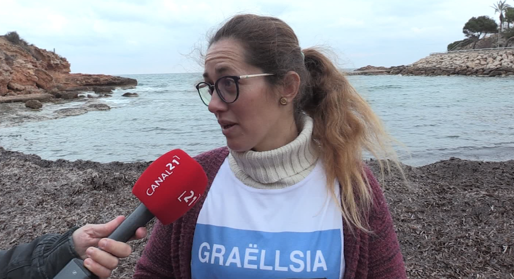 La posidònia crea catifes de fulles seques a les platges de l’Ametlla de Mar