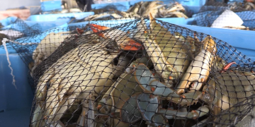 Els pescadors de l’Ebre ja han capturat cinc milions d’exemplars de cranc blau