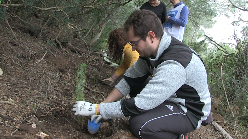 Graëllsia planta espècies autòctones a l’Ecotros de l’Ametlla de Mar