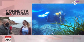 Temps de fullaraca de la posidònia a les platges de l’Ametlla de Mar