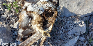 Els Agents Rurals investiguen els responsables de la mort a trets d’una àguila cuabarrada a Rasquera