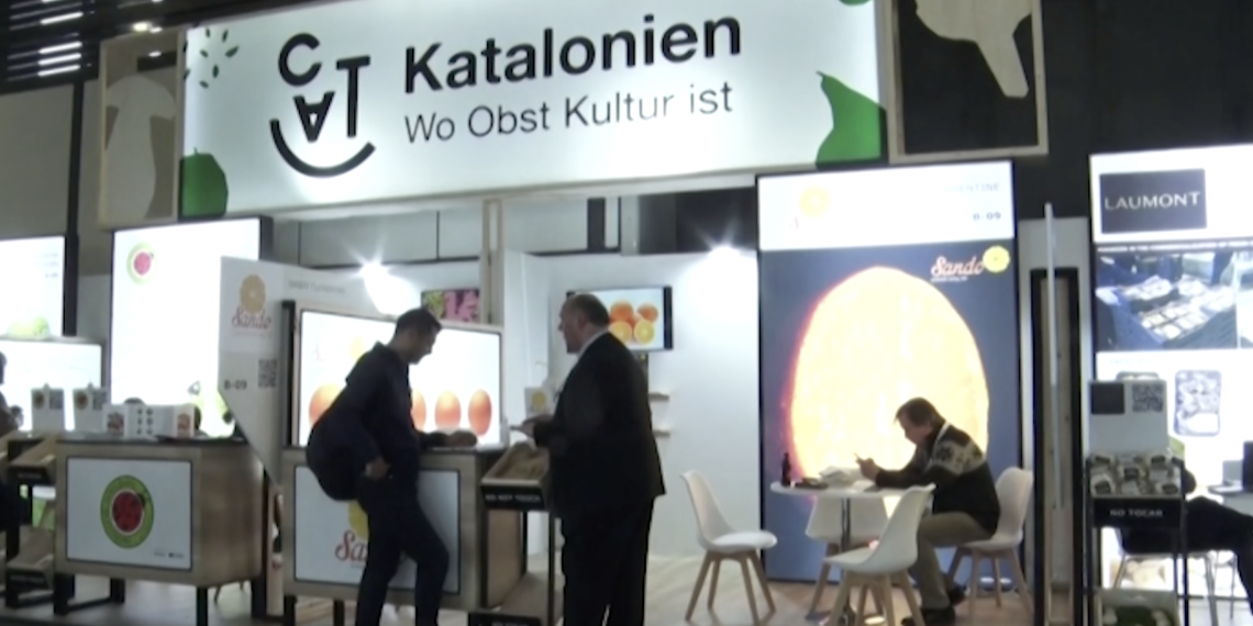 L’empresa Sando augmentarà la producció de clementines a Sudàfrica