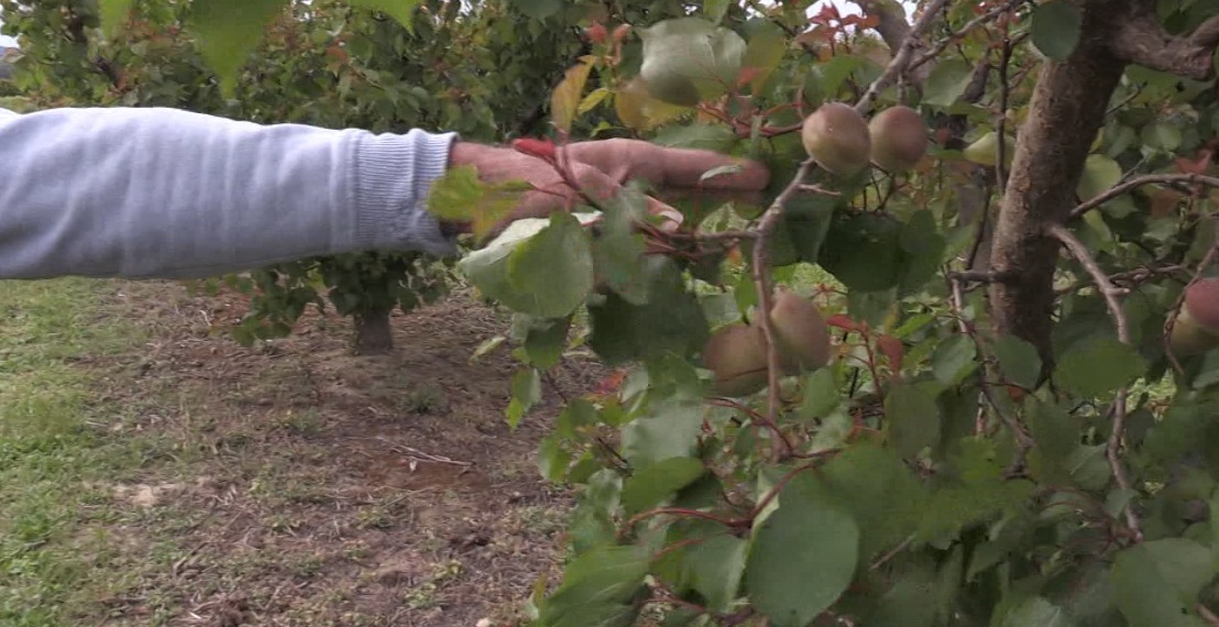 Les gelades i calamarsades de l’abril afecten un 80% la fruita dolça de la Ribera d’Ebre