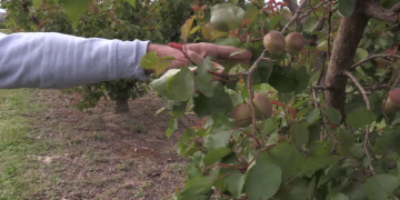 Les gelades i calamarsades de l’abril afecten un 80% la fruita dolça de la Ribera d’Ebre