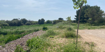 Un antic abocador d’Amposta es convertirà en una “microreserva” per millorar la biodiversitat