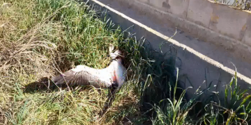 El GEPEC alerta que la xarxa elèctrica del delta de l’Ebre posa en perill les aus aquàtiques